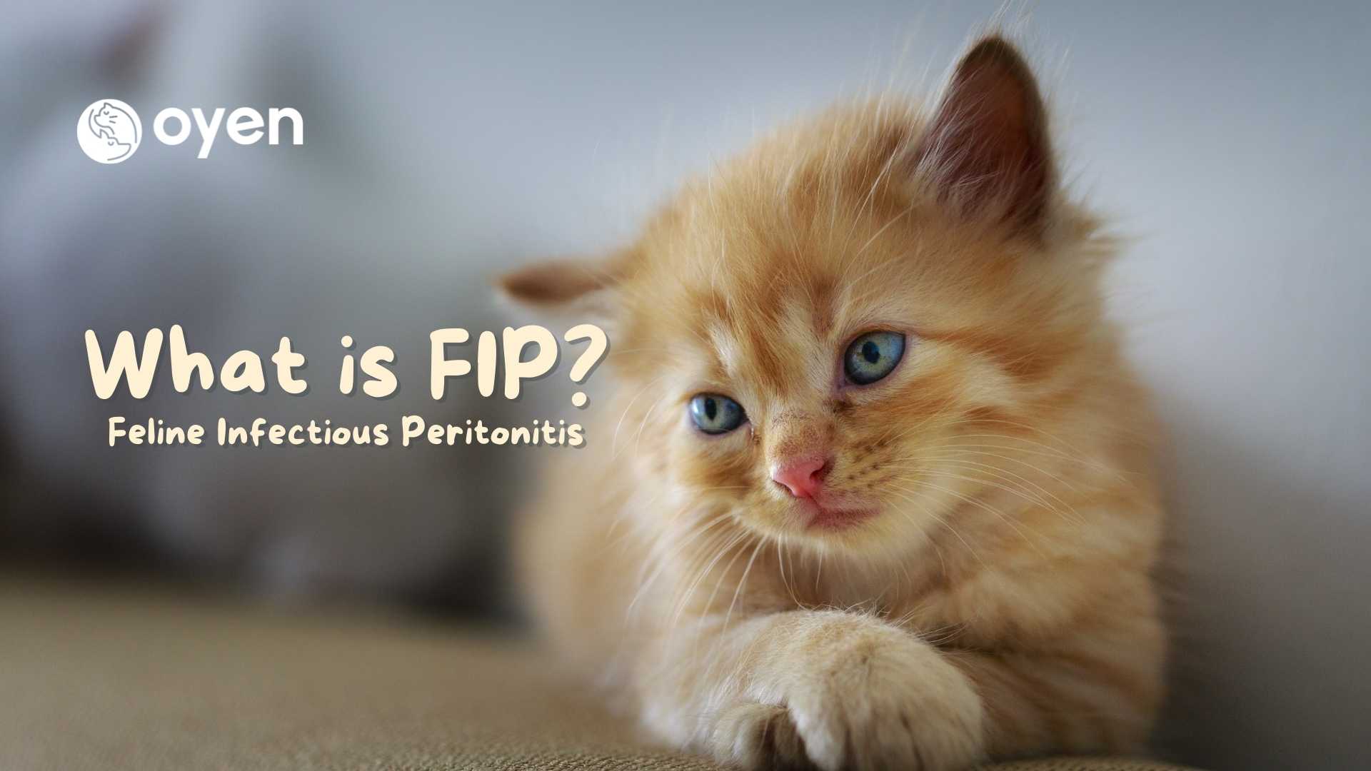 What Is FIP In Cats And Is There A Cure?